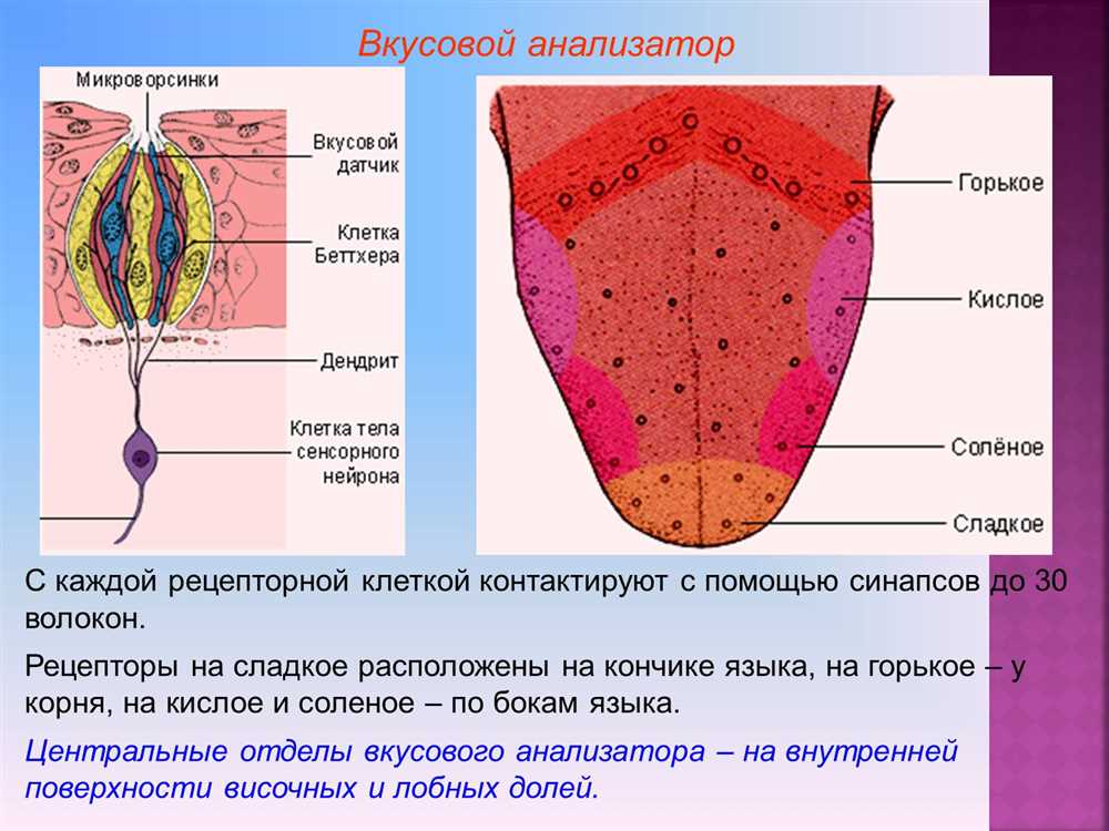 Пицца как музыкальная композиция